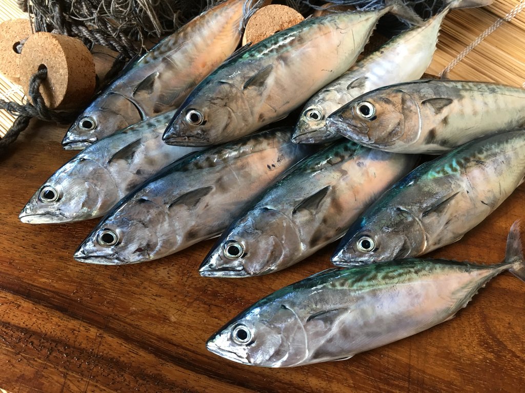 Pacific bonito Sarda chiliensis