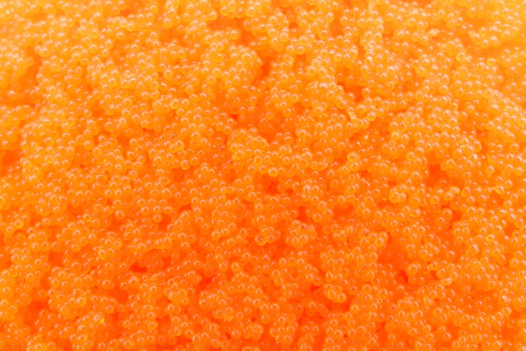 Peruvian flying fish roe Cypselurus heterurus