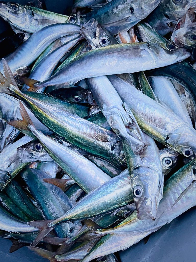 Peruvian jack mackerel Trachurus murphyi