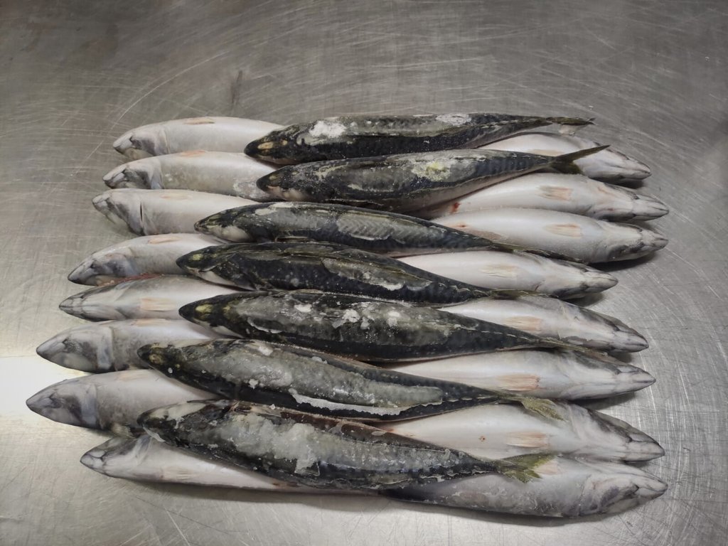 Mackerel Scomber japonicus peruanus