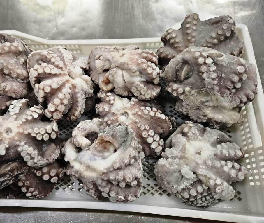 Peruvian octopus Octopus mimus