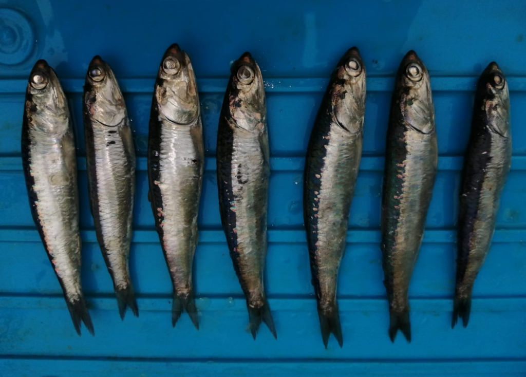 Peruvian anchovy Engraulis ringens