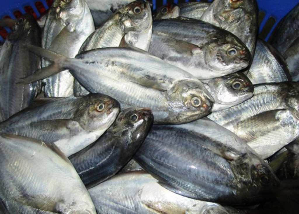 Pacific butterfish Peprilus medius