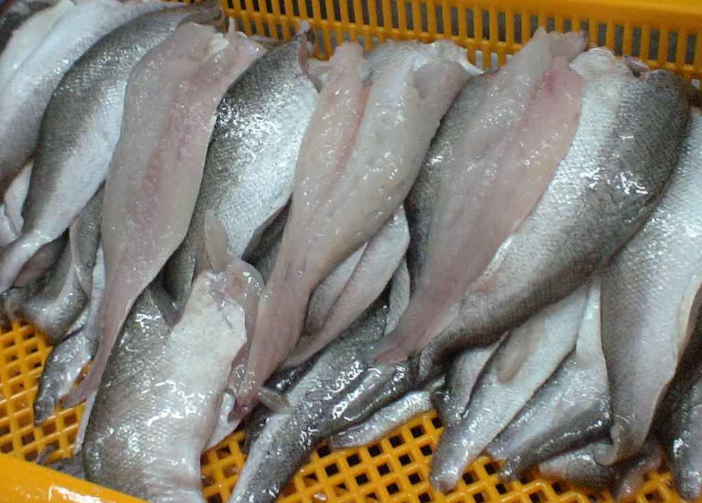 Peruvian hake Merluccius gayi peruanus