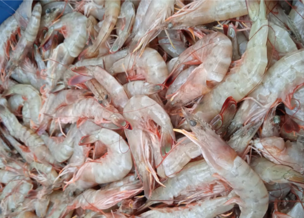 Peruvian wild yellow-leg shrimp Farfantepenaeus californiensis