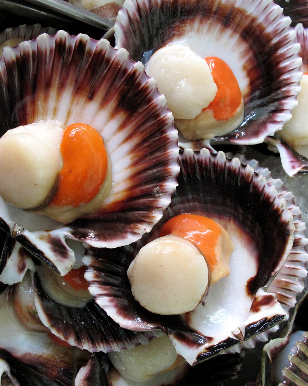 Peruvian scallops Argopecten purpuratus